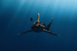 Oceanic Whitetip Shark with Pilot fishs in the Red Sea